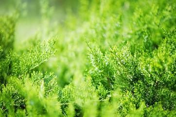 Evergreen China juniper Juniperus davurica Expansa Variegata. Photo of bush of a coniferous tree in sunlight. Close-up, Soft focus. Beautiful natural background.