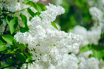 Flowers of white lilac , close-up. Natural summer background.