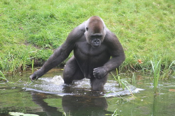 Fototapeta na wymiar Gorilla In A Field