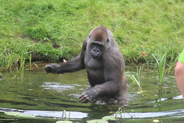 Gorilla In A Field