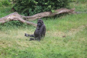 Gorilla In A Field