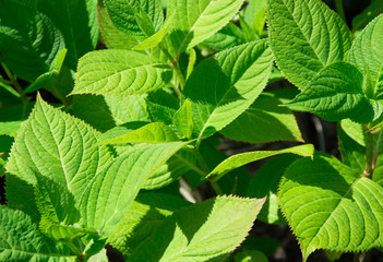 Fototapeta na wymiar Hydrangea leaf background