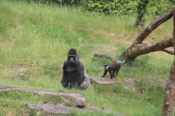 Gorilla In A Field