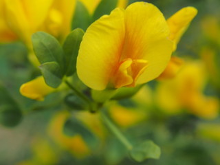 Yellow buds of acacia flowers. Wildflowers.
