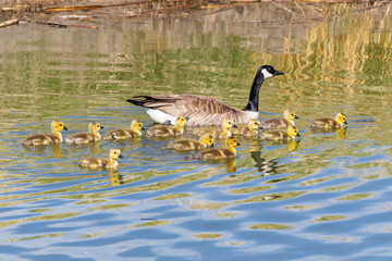 Mother and Baby Canada Geese