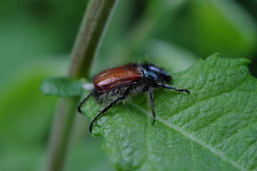Naklejka premium Gartenlaubkäfer - Stockfoto