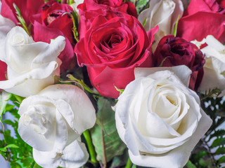 White and red roses