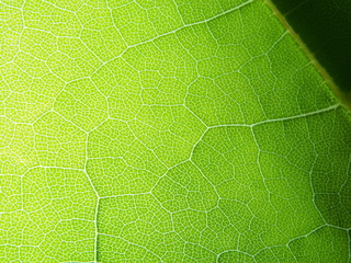 The structure of the leaf of canadian maple. The leaf of a plant to the light.