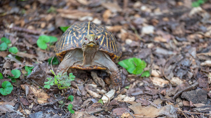 Small Turtle with Red Eyes Looking Straight at the Camera