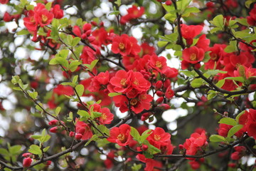 満開のボケ(岐阜県)