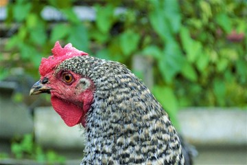 голова курицы