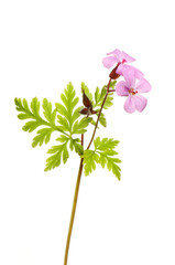 herb robert flowers and foliage