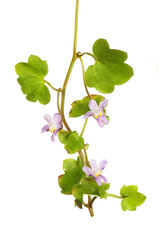 Ivy leaved toadflax