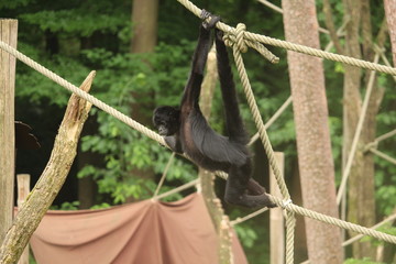 Small Monkey