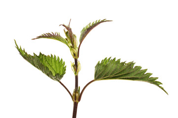 Stinging nettle new growth