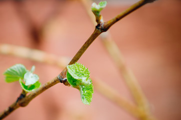 Young green tender shoots and leaves of grapes on the vine in the spring