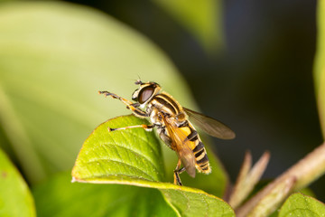 Fototapeta premium Hover rubs its hands