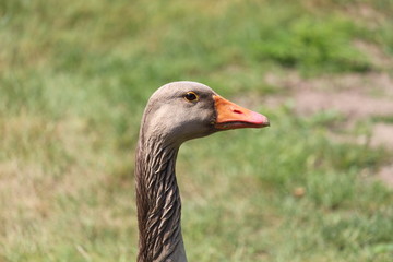 Duck Close Up