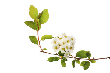 Spirea flowers and foliage