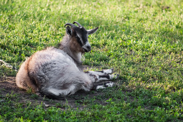 Naklejka na ściany i meble Curious happy goat grazing on a green grassy lawn.Portrait of a funny goat. Farm Animal