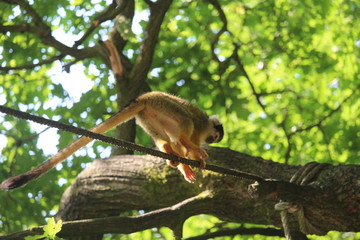 Small Monkey