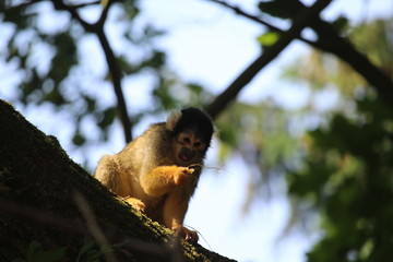 Small Monkey