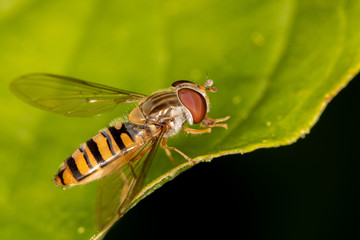 Close-up look on a hover fly