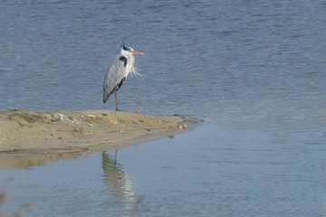 Heron cendré