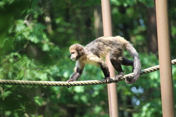 Small Monkey