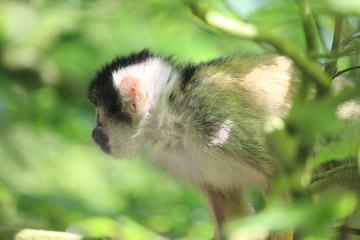 Small Monkey