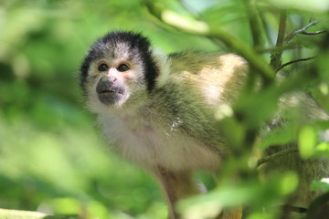 Small Monkey