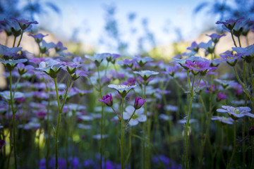 Small white-pink saxifrage on gentle blue sky background with soft focus. Beautiful flowers on summer meadow on sunny day, floral background with copy space.