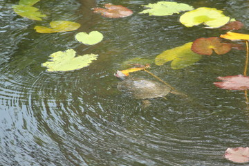 Swimming Turtle