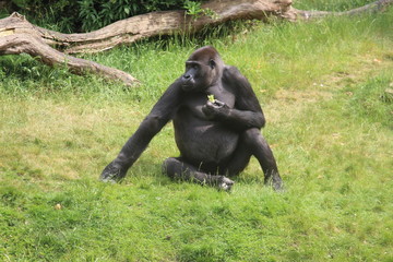 Gorilla In A Field