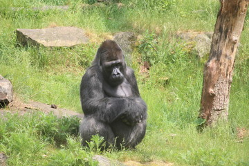 Gorilla In A Field