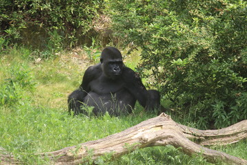 Gorilla In A Field