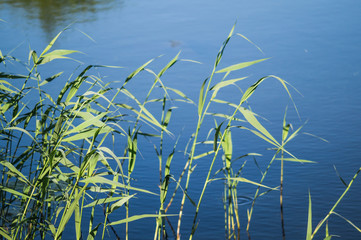 Slim reeds on the shore of the Lake