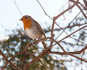 Robin in the garden