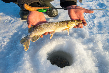 Freshly caught pike fish in hands, fisherman success. Winter ice fishing.