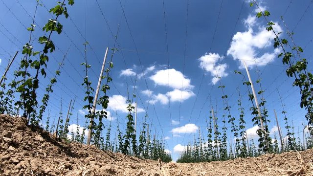Hopfenanbau in der Hallertau, Hopfen, humulus, Bier, Kletterhilfe, Landwirtschaft, 4K