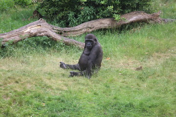 Gorilla In A Field