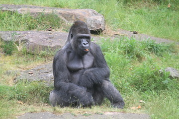 Gorilla In A Field