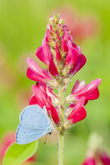 Butterfly on purple flower