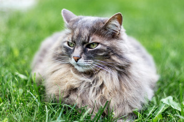 Maine Coon Cat