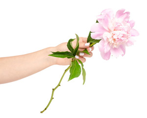 Peony flower in hand on white background isolation