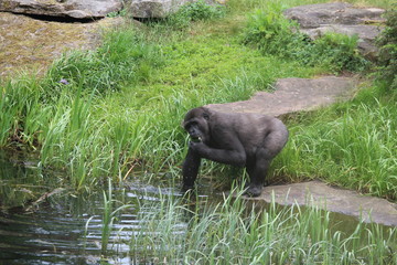 Gorilla Up Close