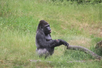 Naklejka premium Gorilla Up Close