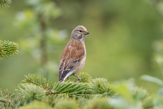 Fanello Bilder Durchsuchen 111 Archivfotos, und Videos