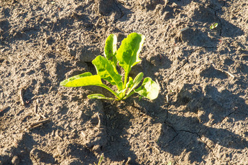 Sugar beet, sugar beet sprouts field