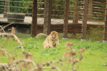 Small Monkey Close Up